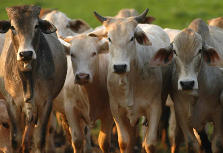 Foto: Comex do Brasil/divulgação