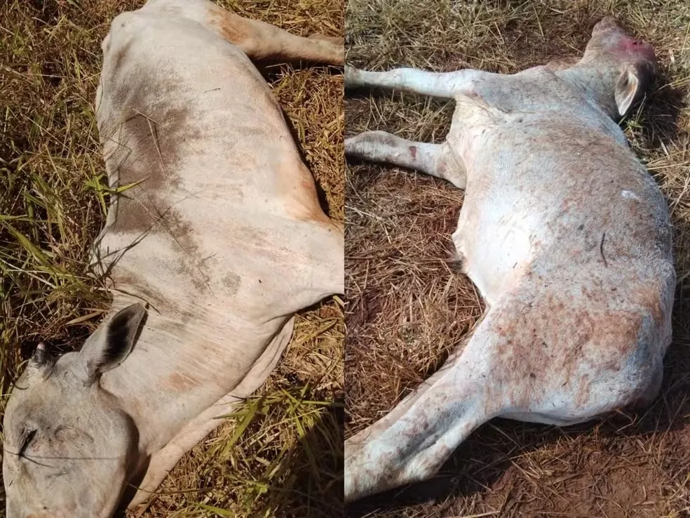 Gado morre de frio em Sidrolândia — Foto: Reprodução