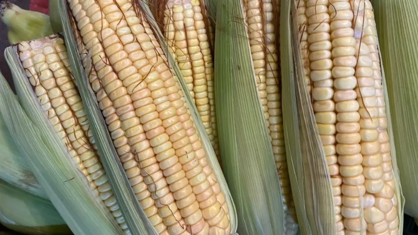 Paralelamente, os contratos de milho na Bolsa de Chicago também registraram queda - Foto: Agrolink