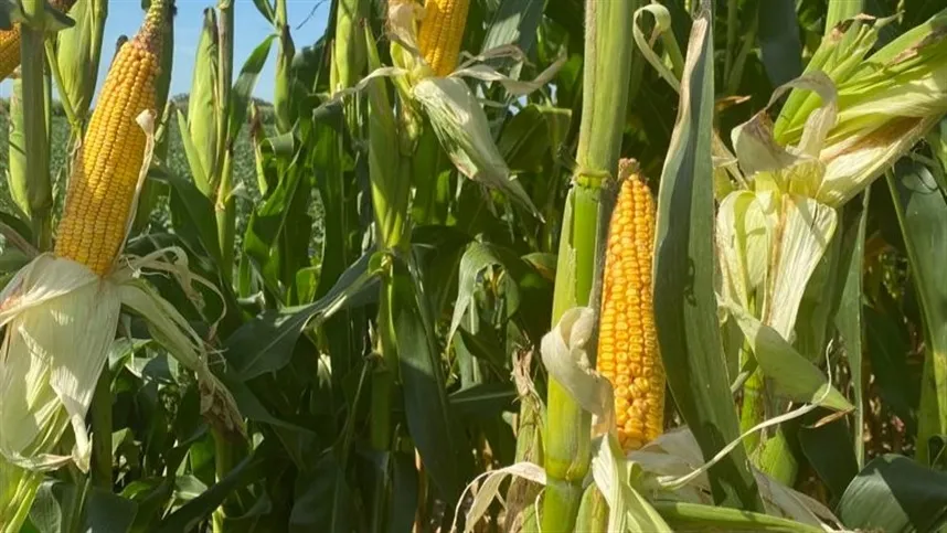 Foto: Agrolink
