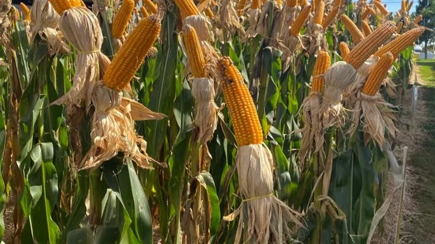 Foto: Agrolink