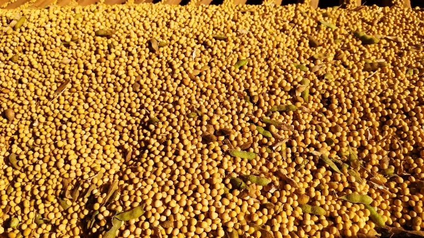 A dinâmica entre a expectativa de alta produção e a demanda por óleos vegetais continua a moldar o mercado - Foto: Leonardo Gottems