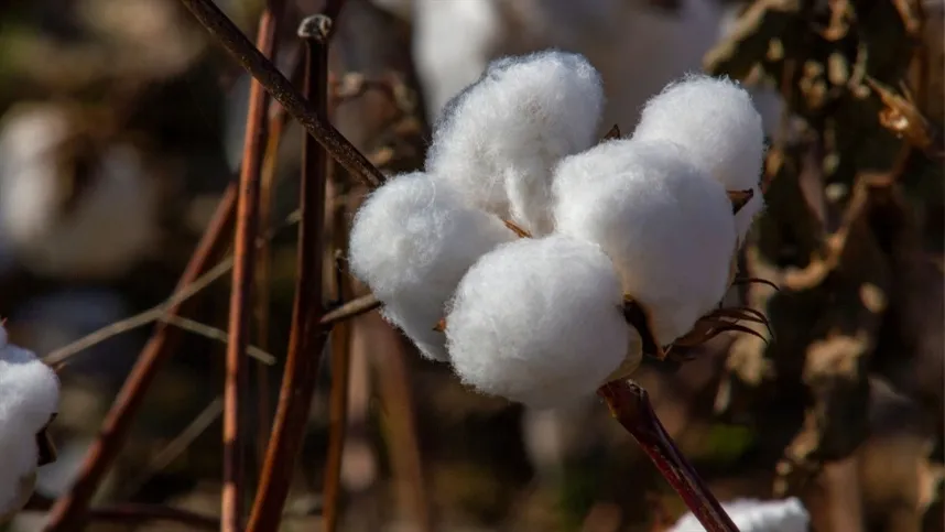“Se você olha para o algodão, grande parte da cadeia produtiva é sustentável" - Foto: Canva