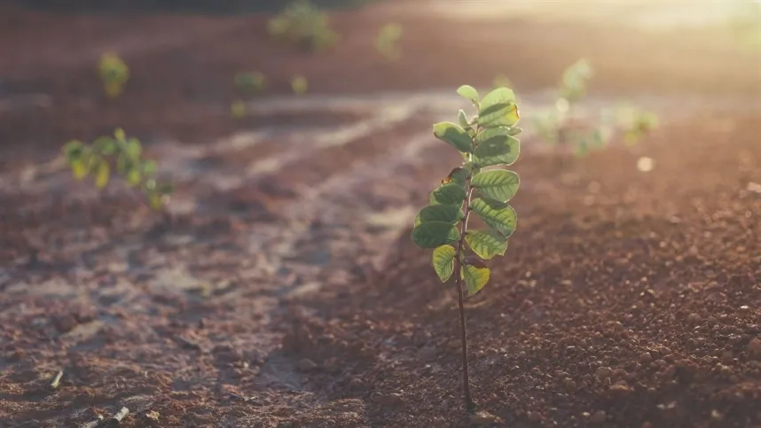 Os benefícios incluem maior eficiência ambiental, equilíbrio nutricional e fisiológico - Foto: Canva