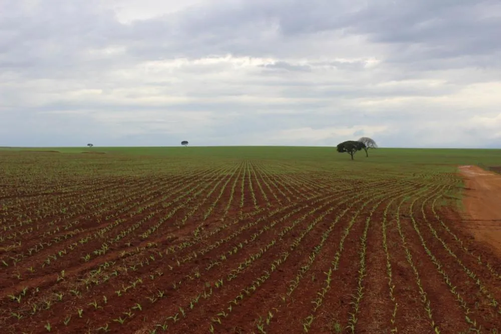 Foto: Luciano Muzzi, Fazenda Fortaleza, Maracaju