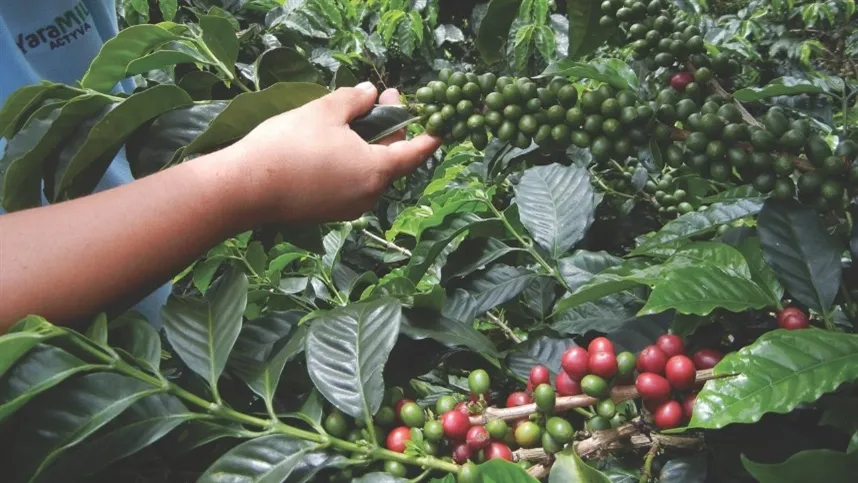 Os produtos atendem culturas de horticultura e café - Foto: Divulgação