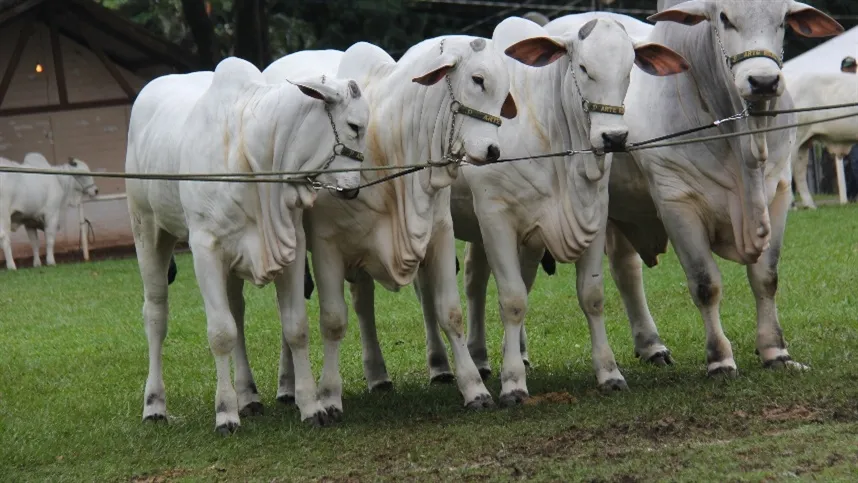 Em contrapartida, o mercado futuro do boi gordo mostra uma dinâmica de baixa nos preços - Foto: Divulgação