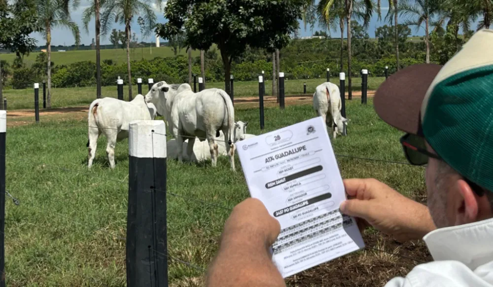 Assessoria Pecuária no 6º leilão Guadalupe Agropecuária Expozebu 2025