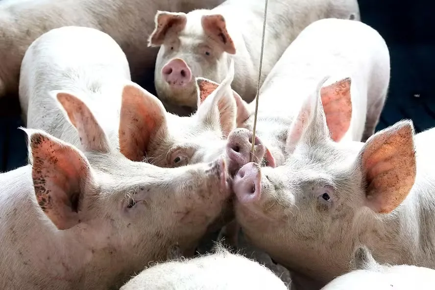 Em algumas regiões, o clima frio elevou a procura pela carne suína — Foto: Jaelson Lucas/AEN