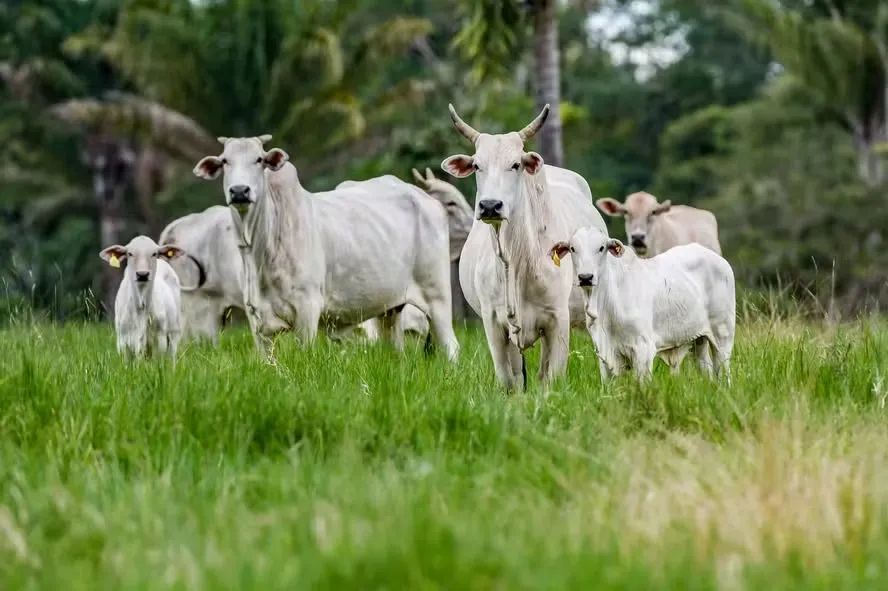Produção de carne bovina pode cair 1% em 2025 — Foto: Marcus Mesquita/Divulgação