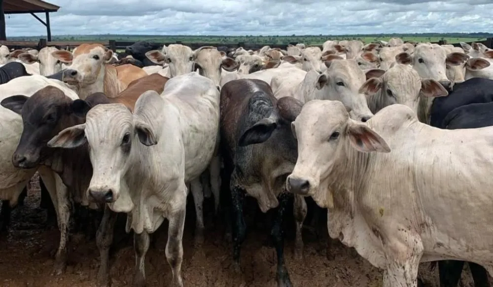 Foto: Divulgação l Fazenda Pantanal