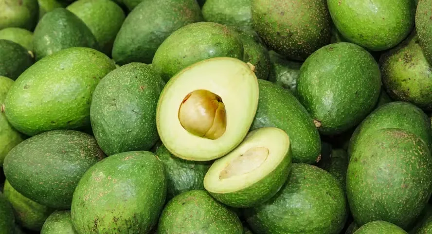 Abacateiro demora a dar frutos — Foto: Getty Images/Canva