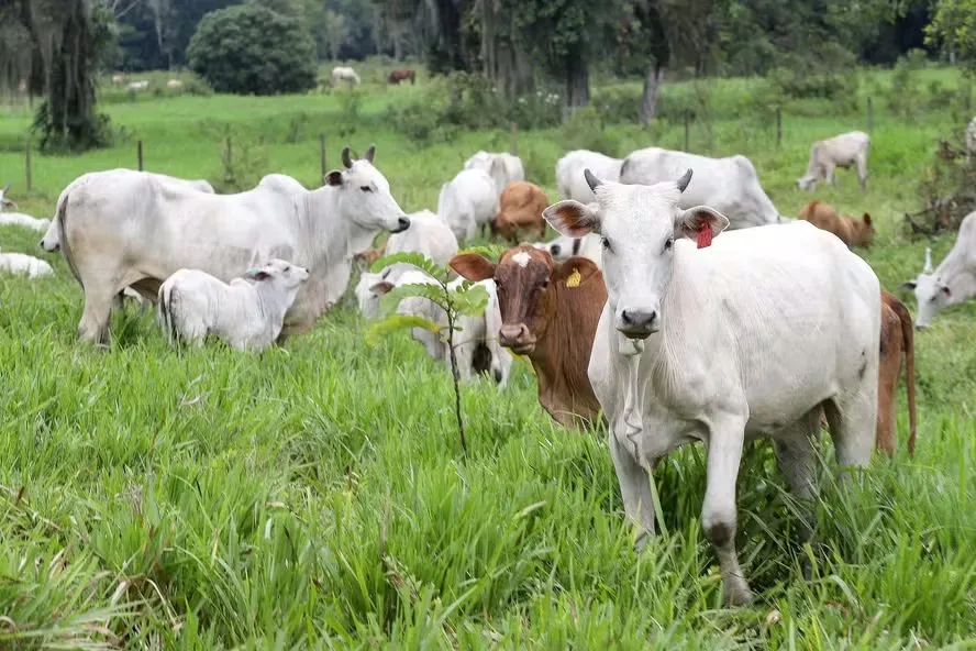 Os pecuaristas resistem a valores mais baixos pelos animais, e a liquidez dos negócios se mantém baixa — Foto: Fernando Alves/AEN