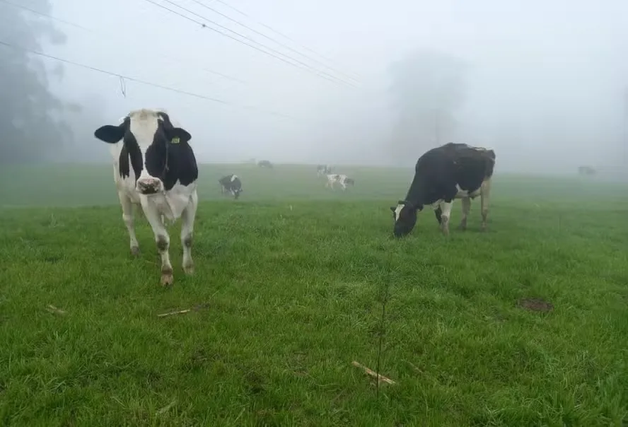 Baixas temperaturas têm impacto na saúde e no comportamento das vacas leiteiras — Foto: Divulgação/Gadolando