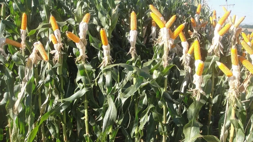 Segundo a TF Agroeconômica, três fatores estão no radar como potenciais impulsores dos preços - Foto: Nadia Borges