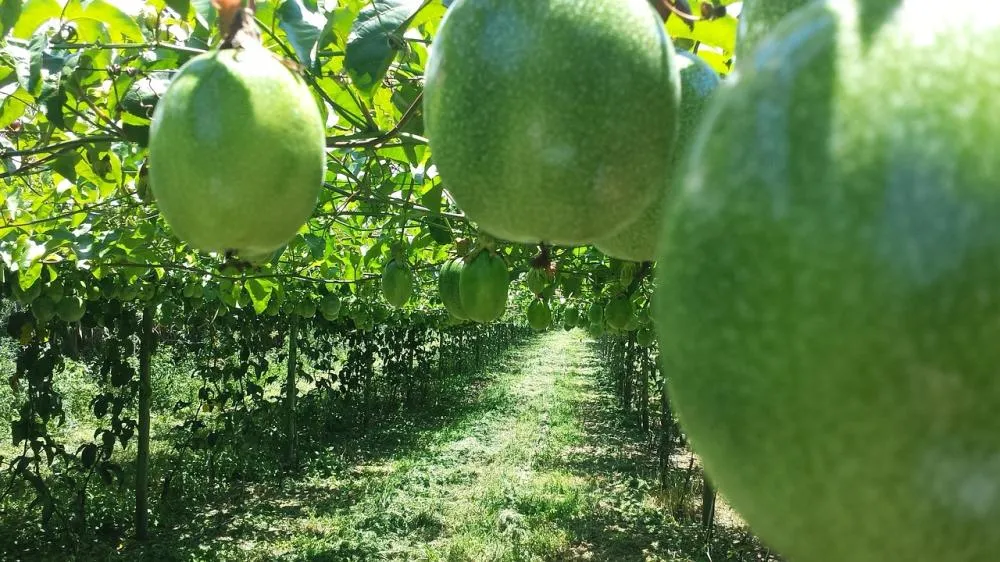 Estrutura montada com arames de qualidade mantém o vigor e prolonga a vida útil do pomar. (Foto: Divulgação)