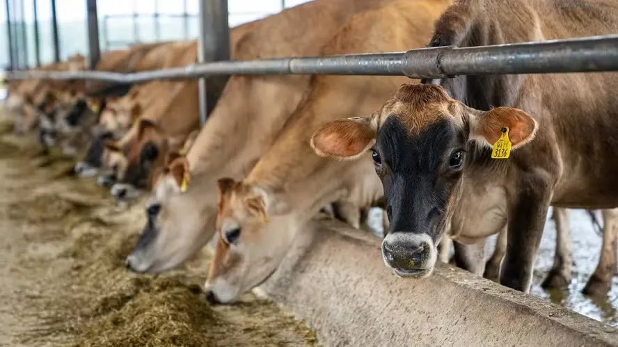 Durante o 'sequestro' as vacas são mantidas em confinamento enquanto o pasto ganha tempo para se recuperar da estação seca — Foto: Mark Stebnicki/Pexels