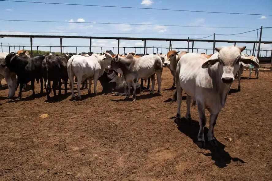 Alta do boi gordo é consequência da menor oferta de animais em período de bom desempenho nos mercados interno e externo — Foto: Wenderson Araujo/CNA