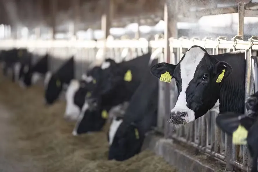 Nutrição dos bovinos para produção leiteira deve ser voltada para os estágios da vida do animal — Foto: Alltech/Divulgação