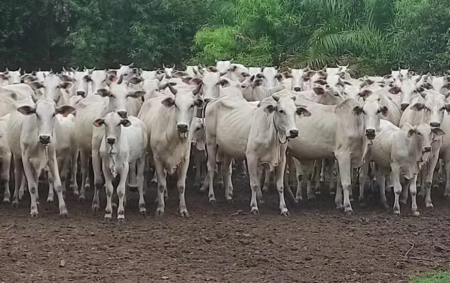Produto desenvolvido pela Embrapa Rondônia foi testado em mais de 1.500 vacas — Foto: Embrapa/Divulgação
