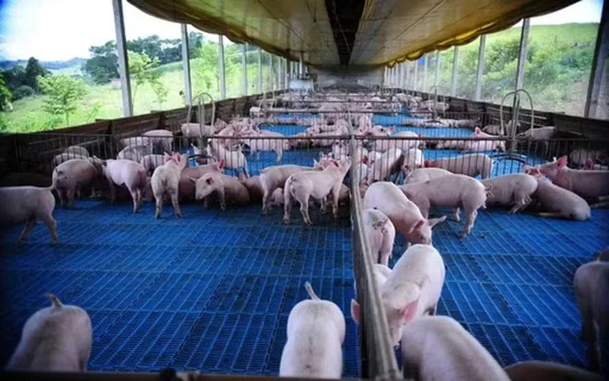 Em 2024, as exportações de carne suína dos frigoríficos catarinenses ao Japão alcançaram 93,4 mil toneladas, alta de 131% em relação ao ano anterior — Foto: Globo Rural
