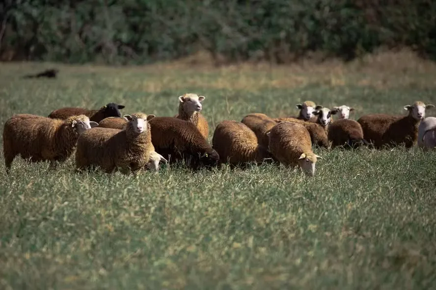 Marca lançou um serviço para aluguel de ovelhas, cabras e carneiros para aparar o gramado de forma natural, silenciosa e sustentável — Foto: Wenderson Araujo/CNA