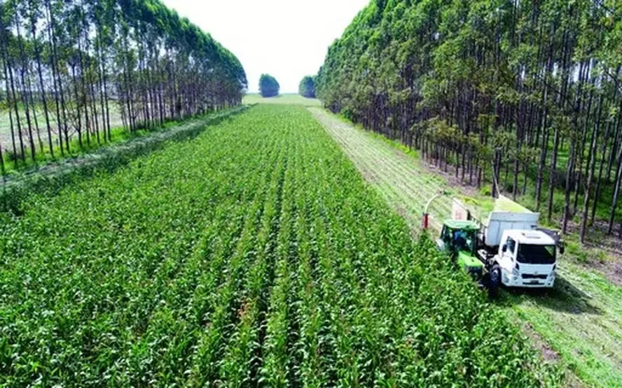 Sistema de integração lavoura-pecuária-floresta é um dos exemplos de boas práticas no campo — Foto: Globo Rural