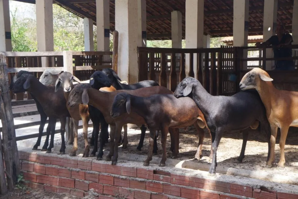 Foto: Embrapa