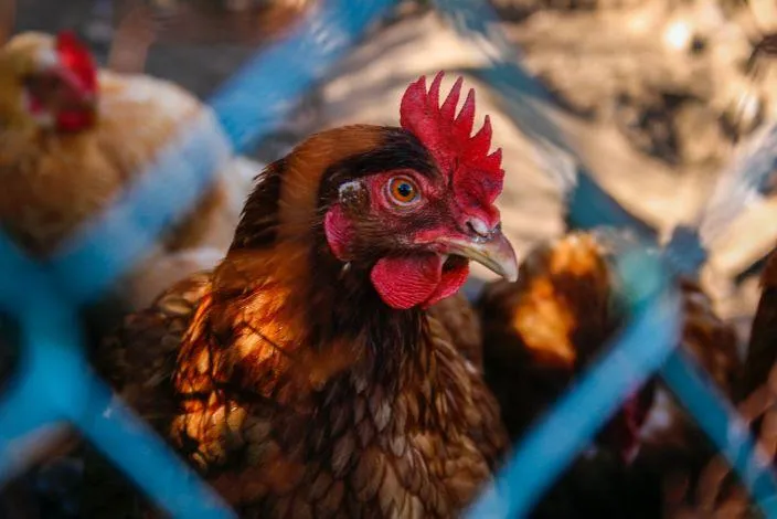 Foto: Secretaria de Agricultura e Abastecimento do Estado de São Paulo