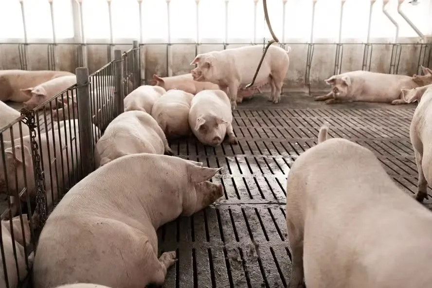 O impulso nas cotações vem da forte demanda por novos lotes de suínos e também da oferta enxuta de animais em peso ideal para abate — Foto: AgroBisollo/Divulgação