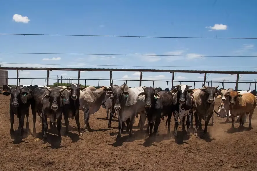 Em grande parte do país, a demanda por animais está sob controle — Foto: Wenderson Araujo/CNA