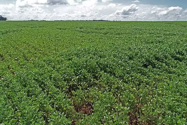 Plantação de soja, no interior de Mato Grosso do Sul. (Foto: Saul Schramm/Iagro) -