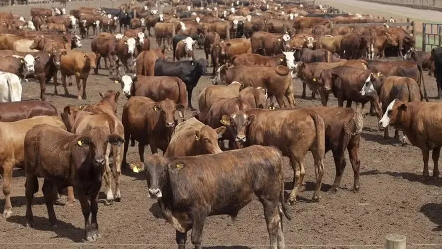 No Brasil, a maior parte do gado é criado a pasto, mas a terminação intensiva está em franca ascensão (Foto: Rogério Cassimiro/Ed. Globo) — Foto: Globo Rural