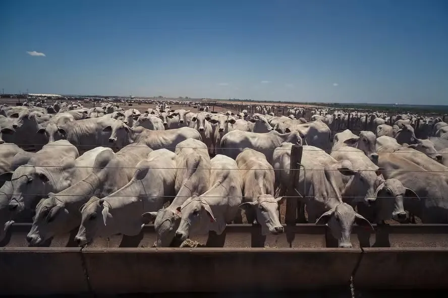 Pela primeira vez na série histórica, iniciada em 1997, foi verificado que a participação das fêmeas em número de animais abatidos superou a dos machos — Foto: Wenderson Araujo/CNA