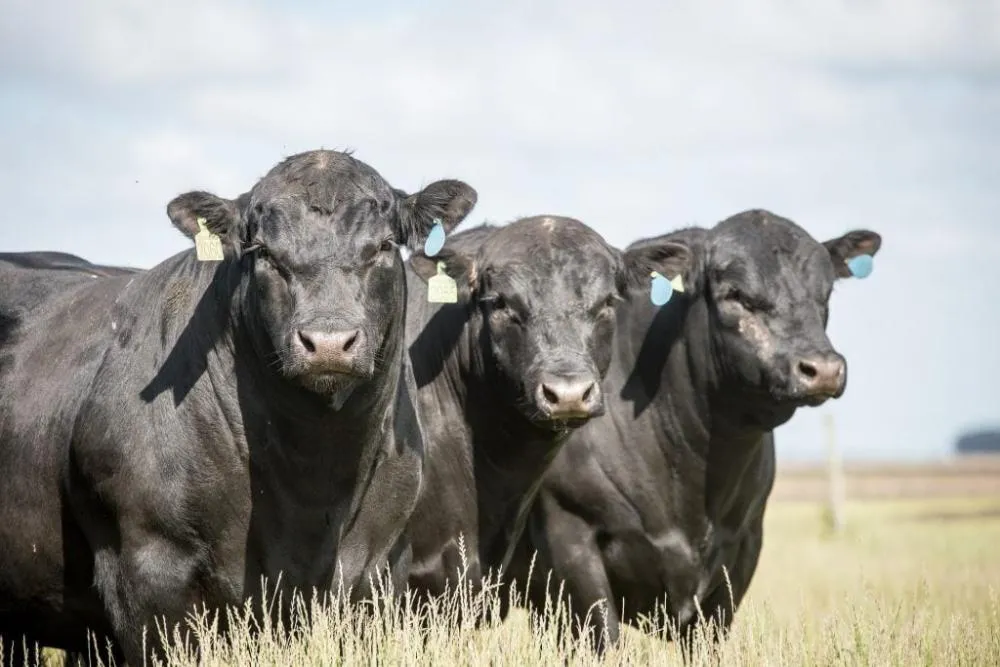 Foto: Associação Brasileira de Angus/divulgação