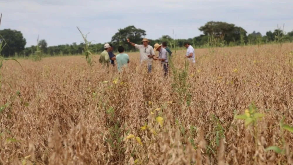 O Antecipasto eleva o ganho de peso em até cinco arrobas por hectare na entrressafra da soja. Foto: Divulgação/Embrapa.
