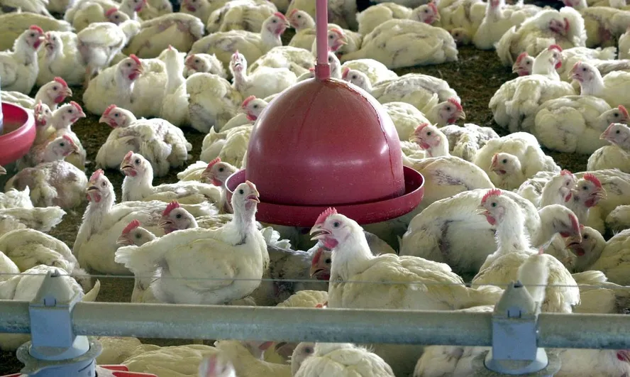 Frangos em granja: Brasil já retomou status de área livre de gripe aviária, mas alguns mercados, entre eles o chinês, ainda não retomaram importações — Foto: Arquivo/Agência Brasil