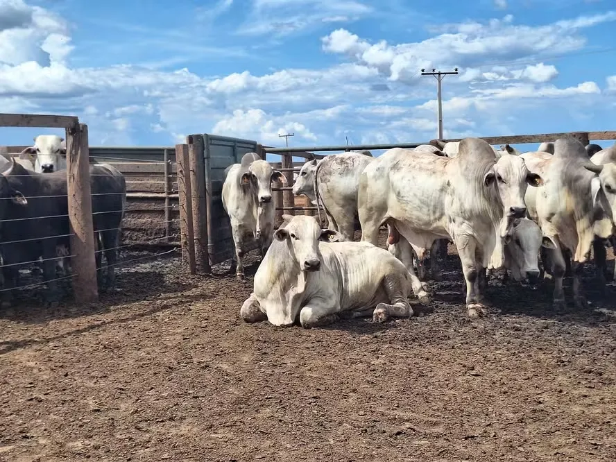 Confinadores negociaram grande parte dos animais com antecedência, e isso tem gerado desvalorizações atípicas do boi para um mês de setembro — Foto: José Florentino/Globo Rural