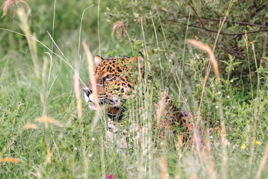 Onça-pintada Jatobazinho foi resgatada em Corumbá, no Pantanal de Mato Grosso do Sul, em 2018, e levada para o norte da Argentina - Matias Rebak