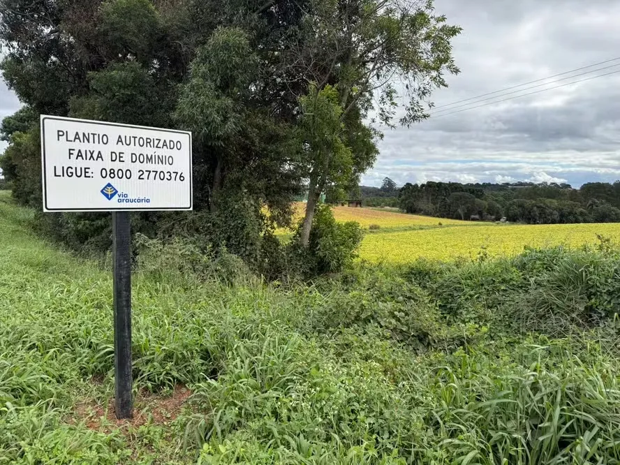 Via Araucária está regularizando o plantio agrícola em faixa de domínio - área de propriedade pública, administrada pela concessionária, que inclui a rodovia e as margens — Foto: Via Araucária/Divulgação
