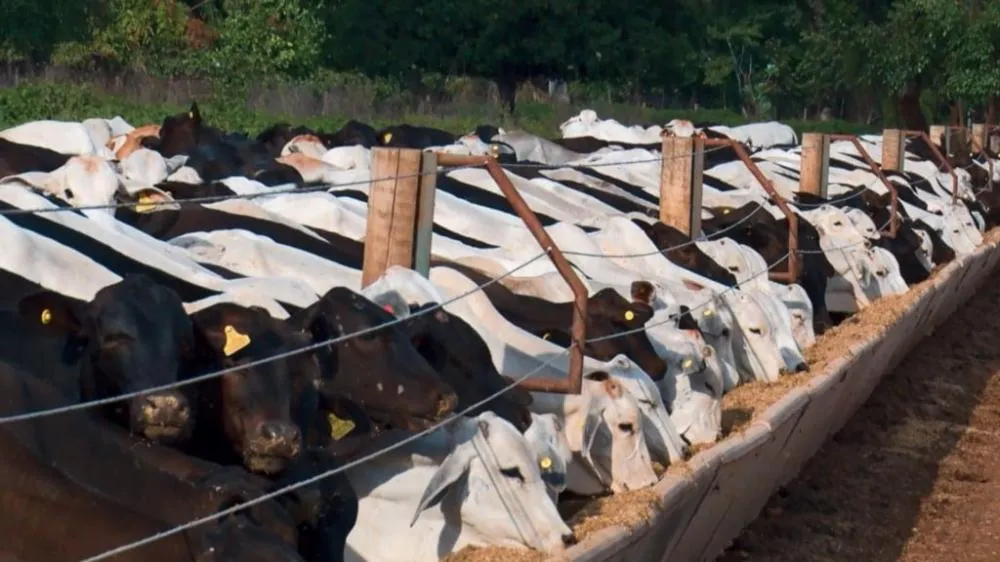 Bovinos em área de confinamento na fazenda Nova Piratinga. Foto: Reprodução/Giro do Boi