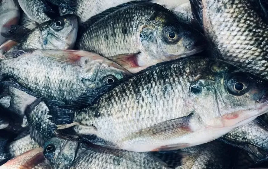 Pesquisadores também pretendem reduzir o tempo de cultivo em 20% e melhorar a conversão alimentar em 15% — Foto: Metmiku Yohanes Mena/Pexels