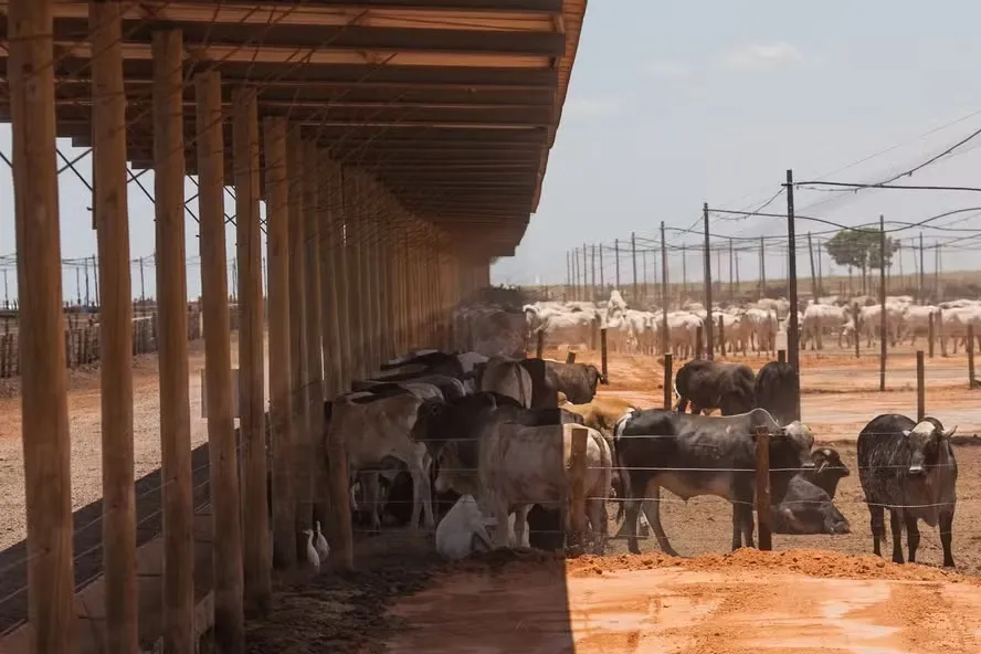 Mercado do boi gordo manteve-se firme, sustentado por uma oferta ajustada e por um bom escoamento de carne — Foto: Wenderson Araujo/CNA