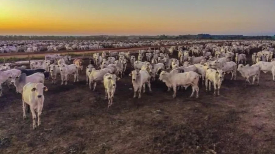 Foto: Reprodução Canal Rural