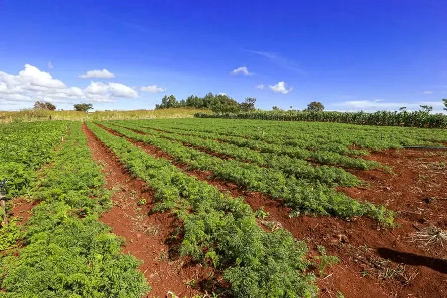 agricultura familiar - reforma agrária — Foto: MDA/Divulgação