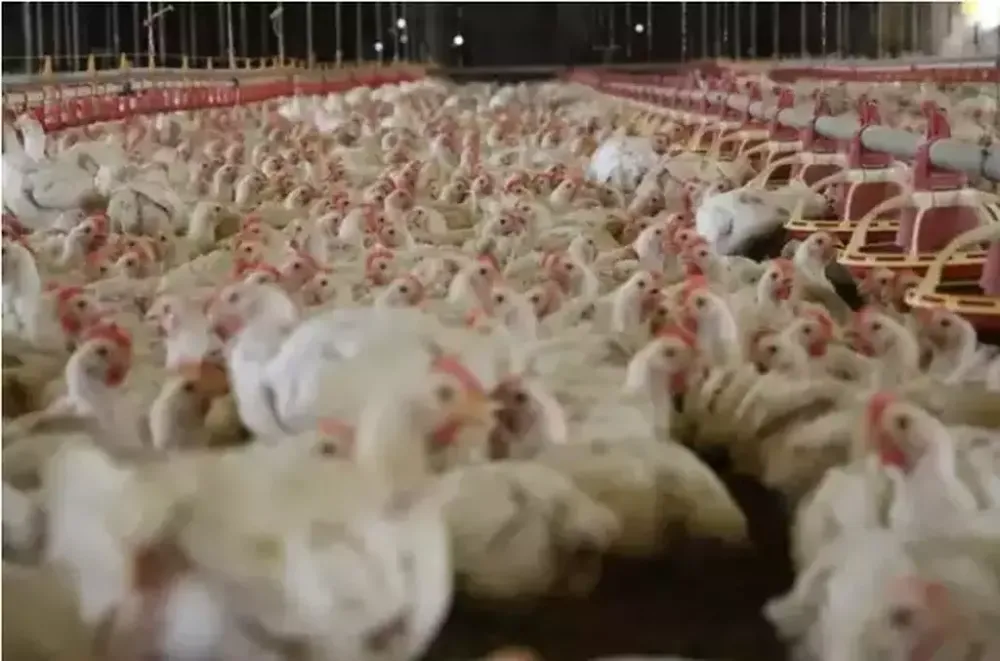Animais em granja comercial de avicultura. (Foto: Divulgação/CNA)
