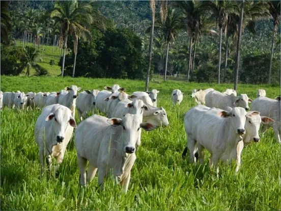 Foto: Giro do Boi/ Reprodução