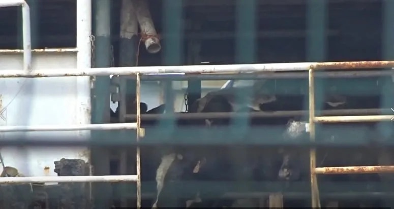 Imagem: Animal Welfare Foundation