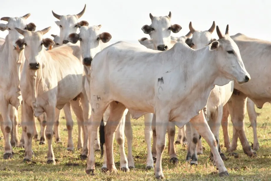 Não declarar o rebanho pode fazer com que as futuras emissões da chamada Guia de Trânsito de Animal (GTA) sejam bloqueadas. - Gerson Oliveira/Correio do Estado