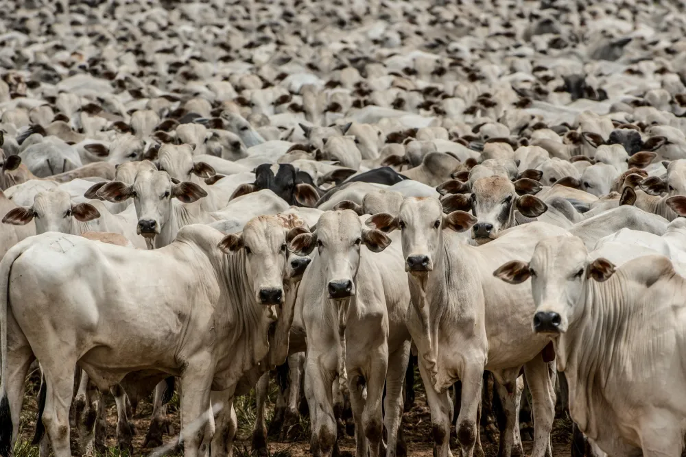 Foto: Governo de Mato Grosso
